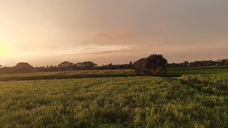 আখ চাষ
